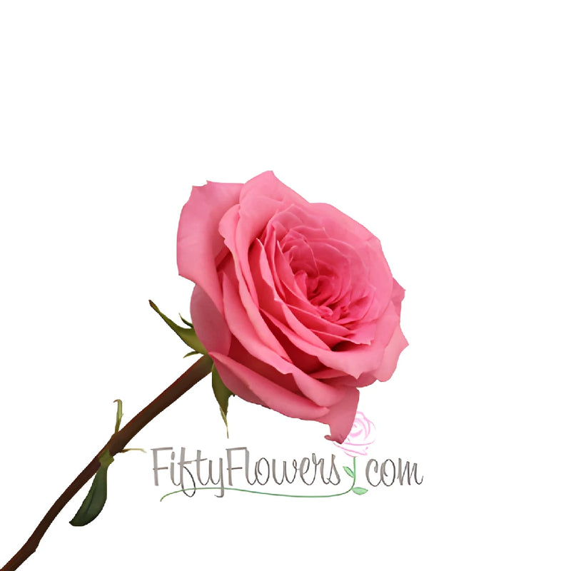 Martina Princess Pink Rose