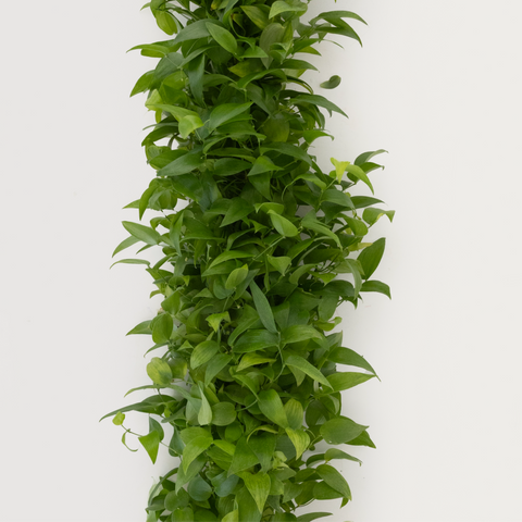 Lush Smilax Greenery Wedding Vine Close Up - Image