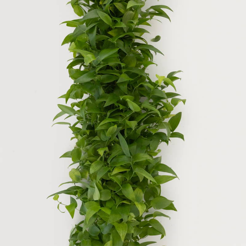 Lush Smilax Greenery Wedding Vine Close Up - Image