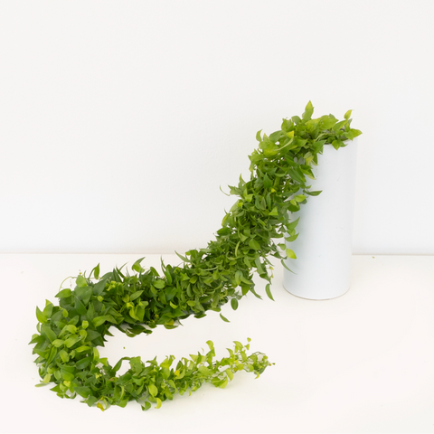 Lush Smilax Greenery Wedding Vine Stem - Image