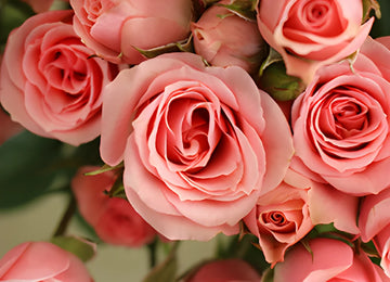 Pink Spray Roses