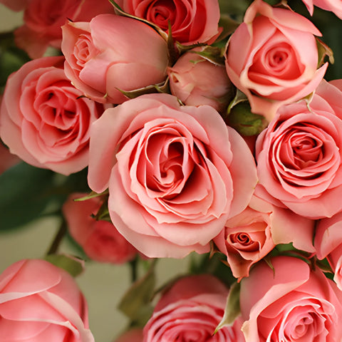 Pink Spray Roses