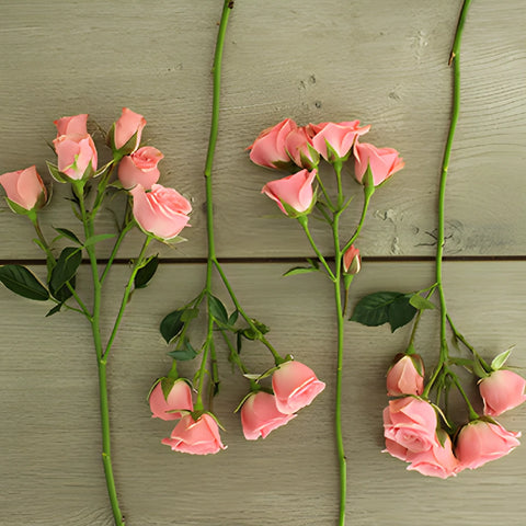 Pink Spray Roses