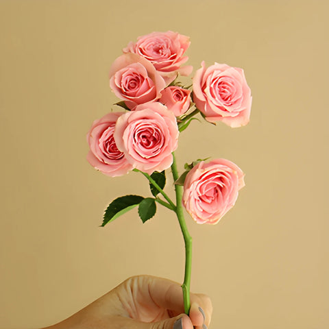 Pink Spray Roses