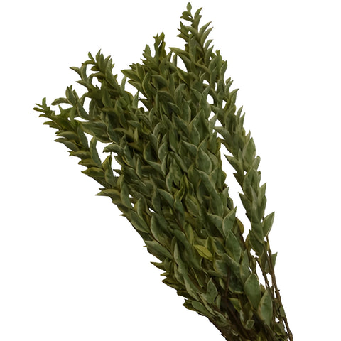 Wholesale greenery lygustrum fresh fall filler flowers sold as bulk