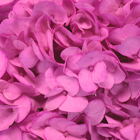 Magenta Enhanced Hydrangea Flower Up Close