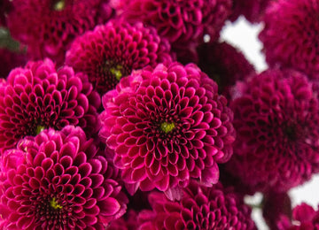 Magenta Purple Button Pom Close Up - Image