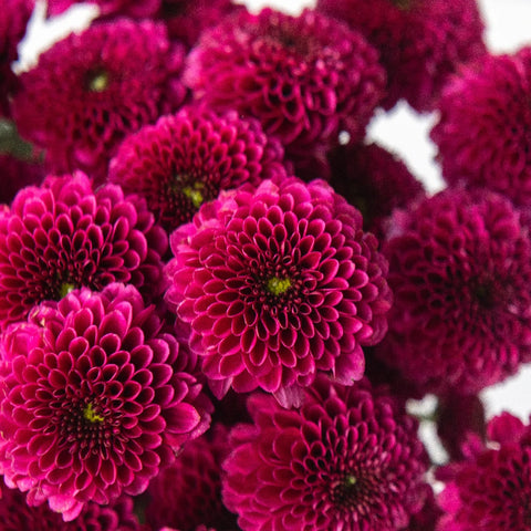 Magenta Purple Button Pom Close Up - Image