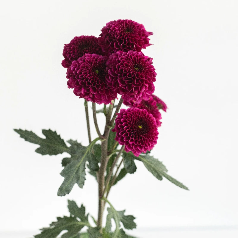 Magenta Purple Button Pom Stem - Image
