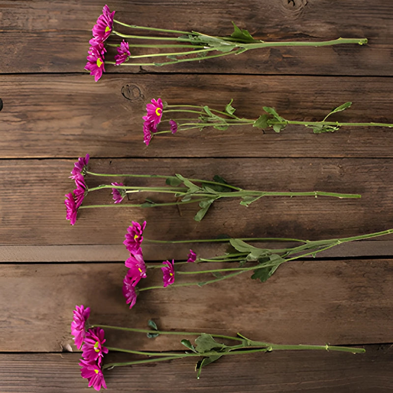 Magenta pinky purple daisy pom bulk flowers