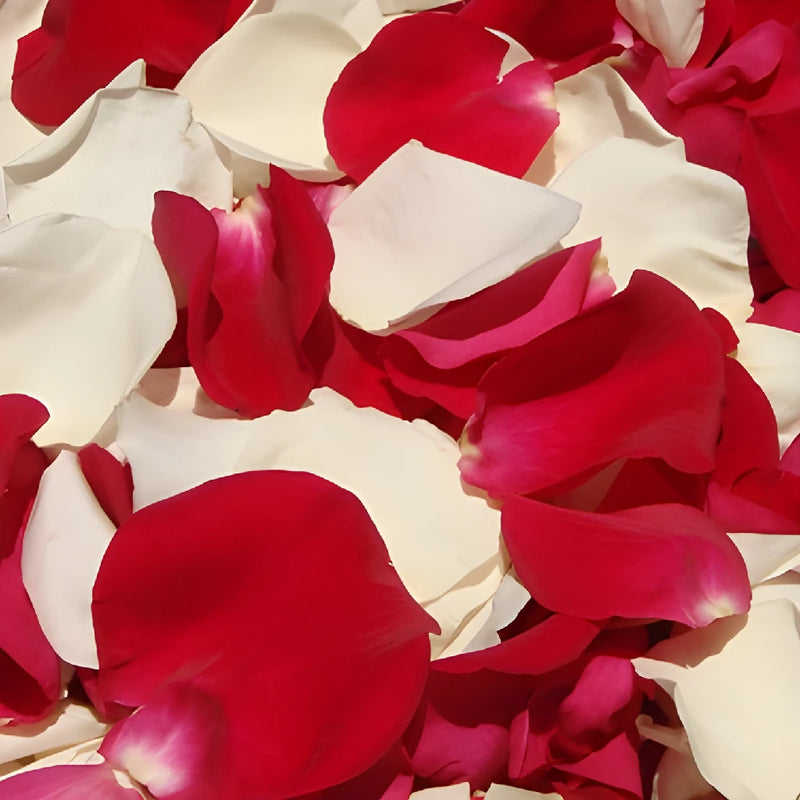 Raspberry cream fresh Rose Petal flatlay