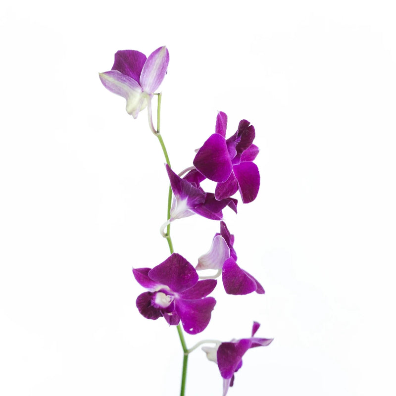 Magnetic Magic Orchid Flower Vase - Image