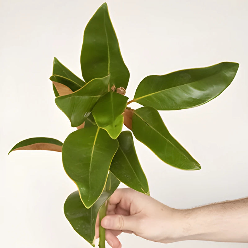 Magnolia Greenery Stem