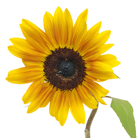 Ring of Fire Sunflowers