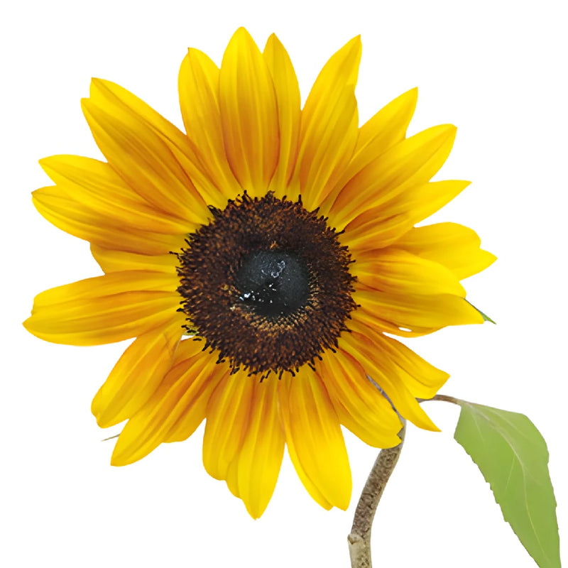 Ring of Fire Sunflowers