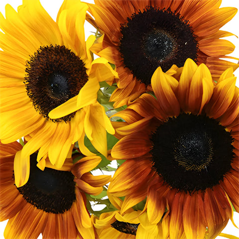 Ring of Fire Sunflowers