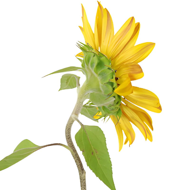 Ring of Fire Sunflowers