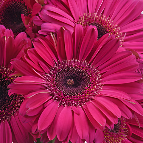 Unique Pink Gerbera Daisy