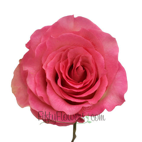 Malibu Pink Rose