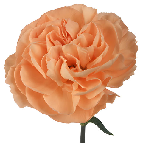 Mambo Peach Carnation Bloom