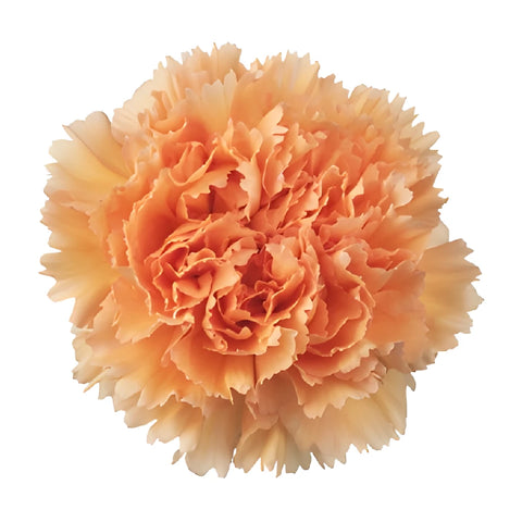Mambo Peach Carnations side stem