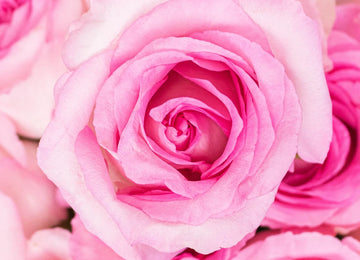 Mandala Pink Roses Up Close
