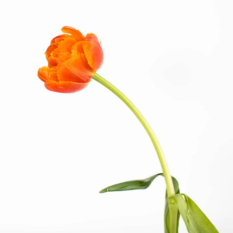 Mandarin Bliss Double Tulip Close Up - Image