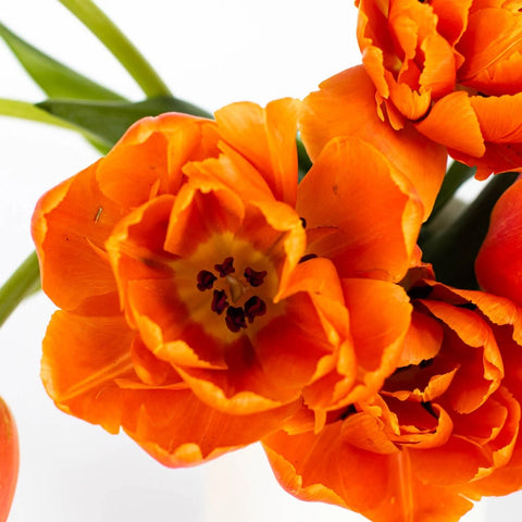 Mandarin Bliss Double Tulip Stem - Image