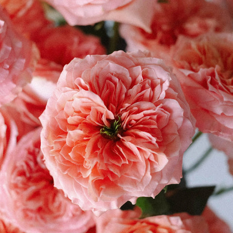 Mandarin Garden Rose Close Up - Image