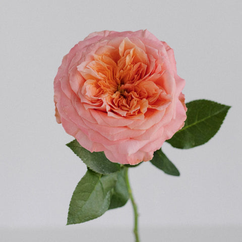 Mandarin Garden Rose Stem - Image
