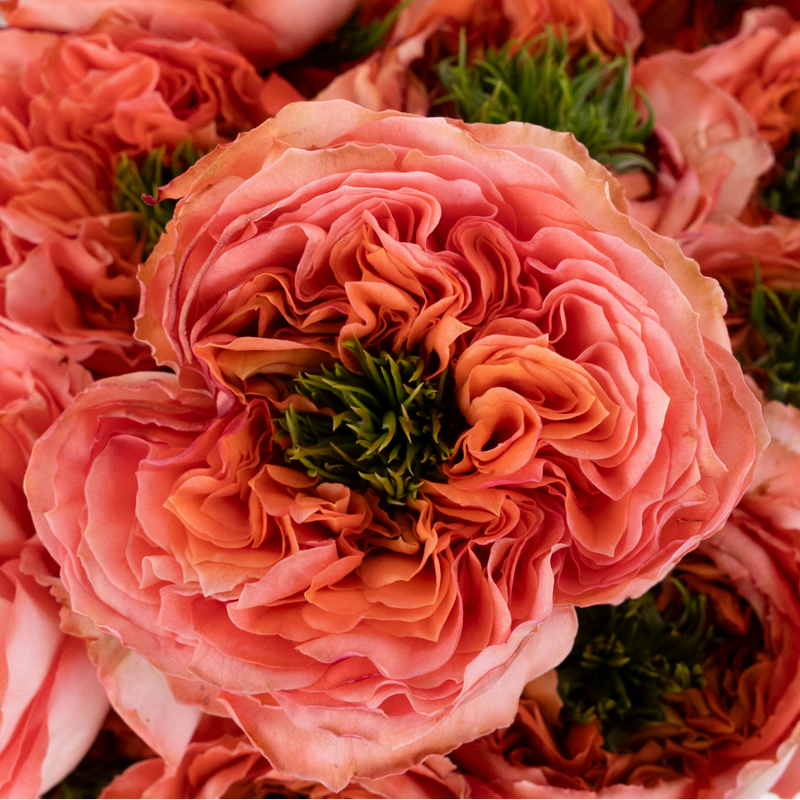 Mandarin Peach Garden Rose Close Up - Image