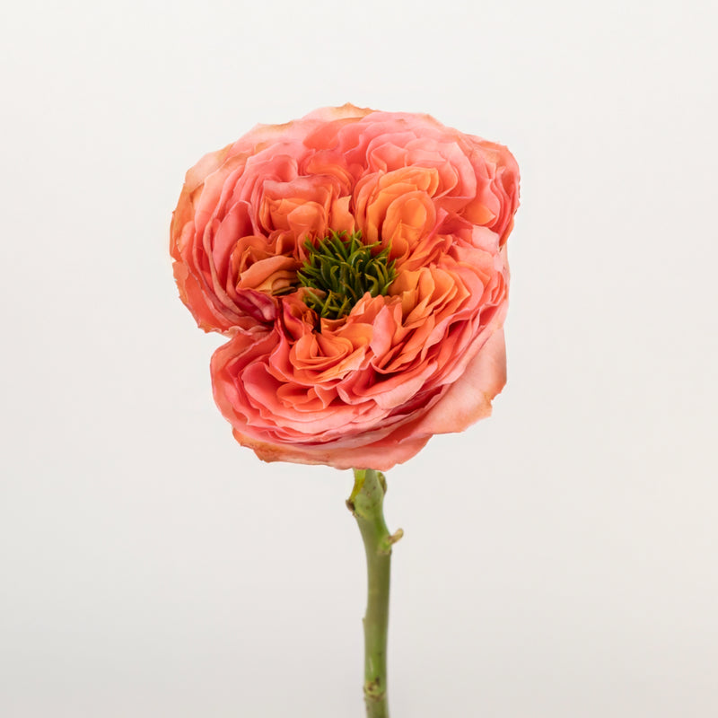 Mandarin Peach Garden Rose Stem - Image