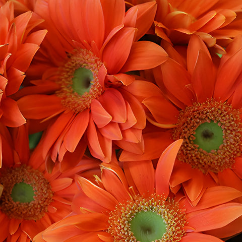 Gerbera Daisy Mandriana Orange Wholesale Flower Up close