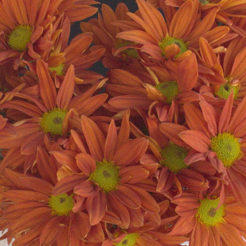 Mango Tango Daisy Flower Stem - Image