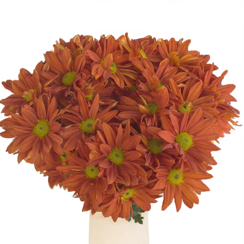 Mango Tango Daisy Flower Vase - Image