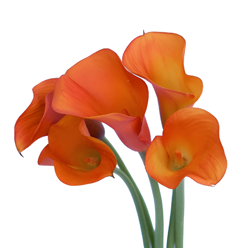 Mango Tinted Mini Calla Lily Flower