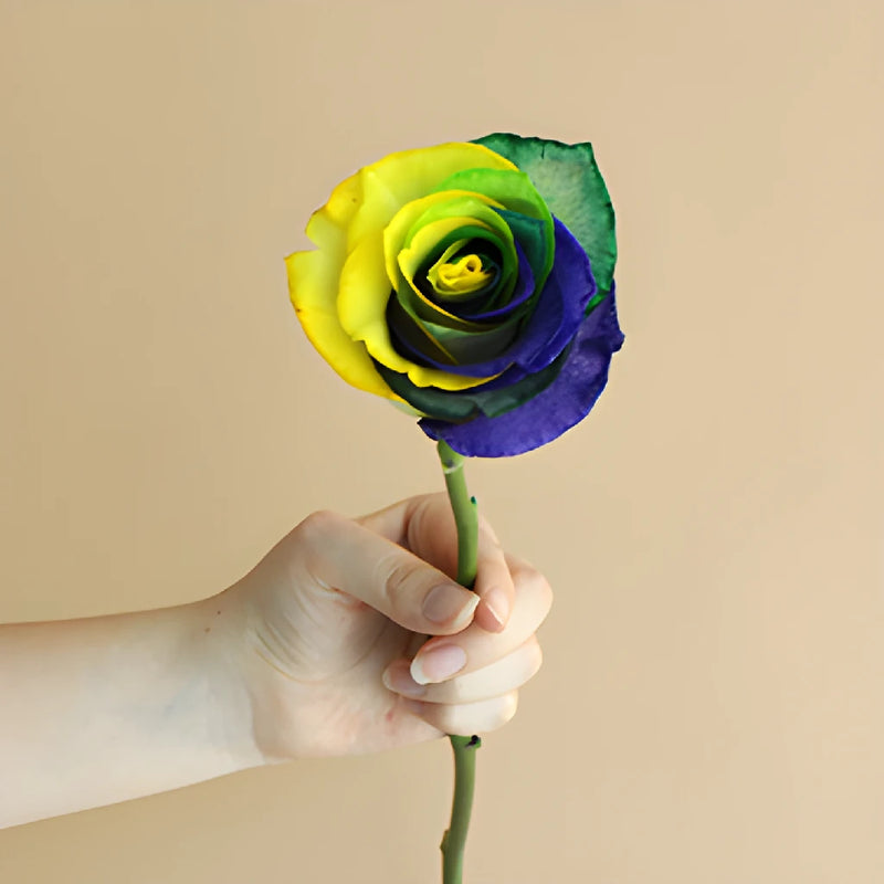 Mardi Gras Rainbow Tinted Roses