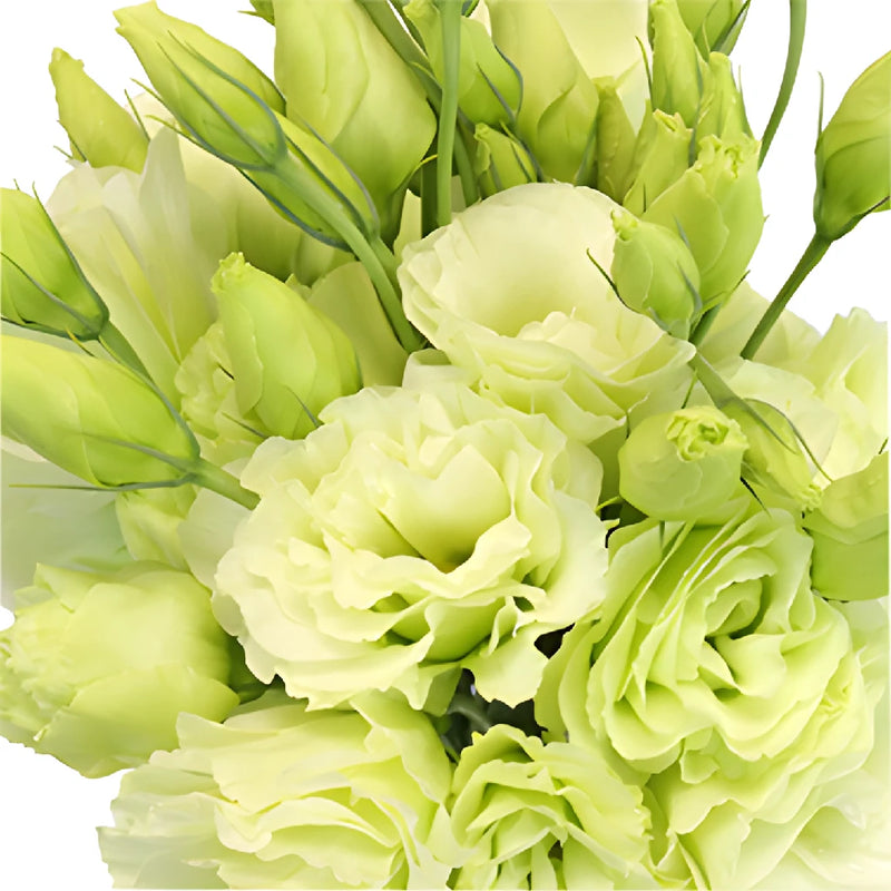 Mariachi Green Designer Lisianthus Wholesale Flower Upclose