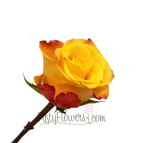 Orange Kissed Marie Claire Rose