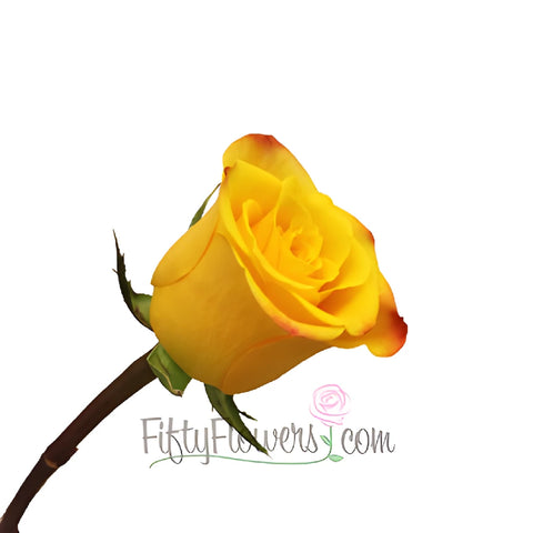 Orange Kissed Marie Claire Rose