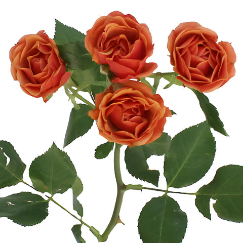 Marlene Dark Orange Spray Rose Stem