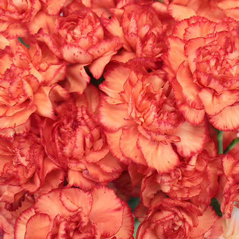 Marmalade Orange Mini Wholesale Carnations Up close