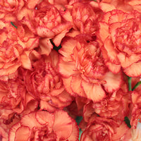Marmalade Orange Mini Wholesale Carnations Up close
