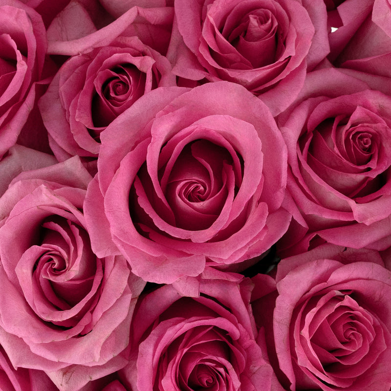 Marry Me Pink Rose Close Up - Image