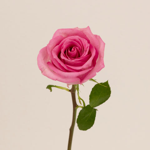 Marry Me Pink Rose Stem - Image
