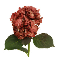 Marsala Airbrushed Hydrangea Wholesale Flower Up close