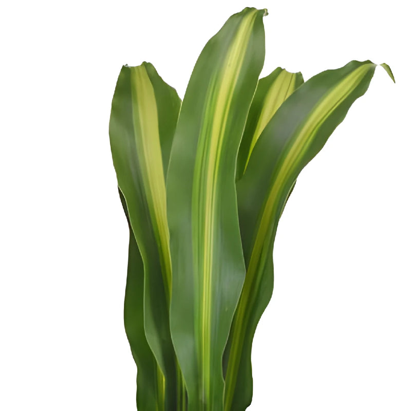 Green Masajeana Leaves