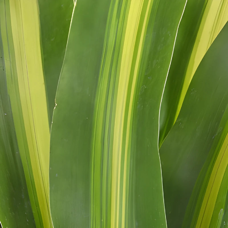 Green Masajeana Leaves
