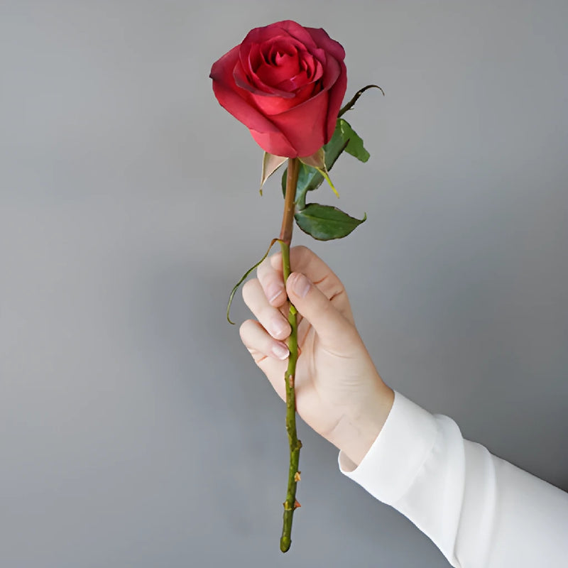 Magical Matilda Rose