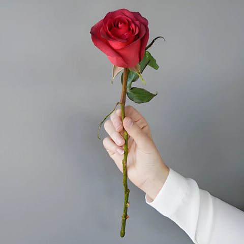 Magical Matilda Rose